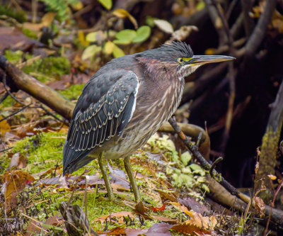 Green Heron