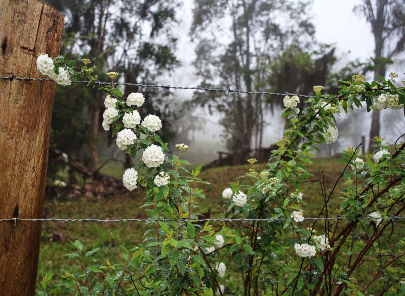 Rancho Queimado (2021) in a Foggy and Rainy Day; Why not?