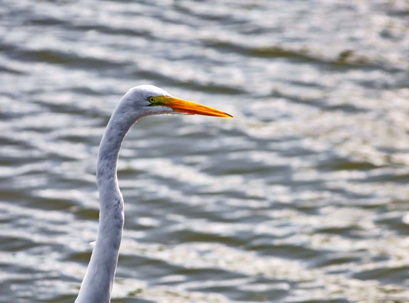 Praia da Costeira do Pirajuba; birds (heron, gara).