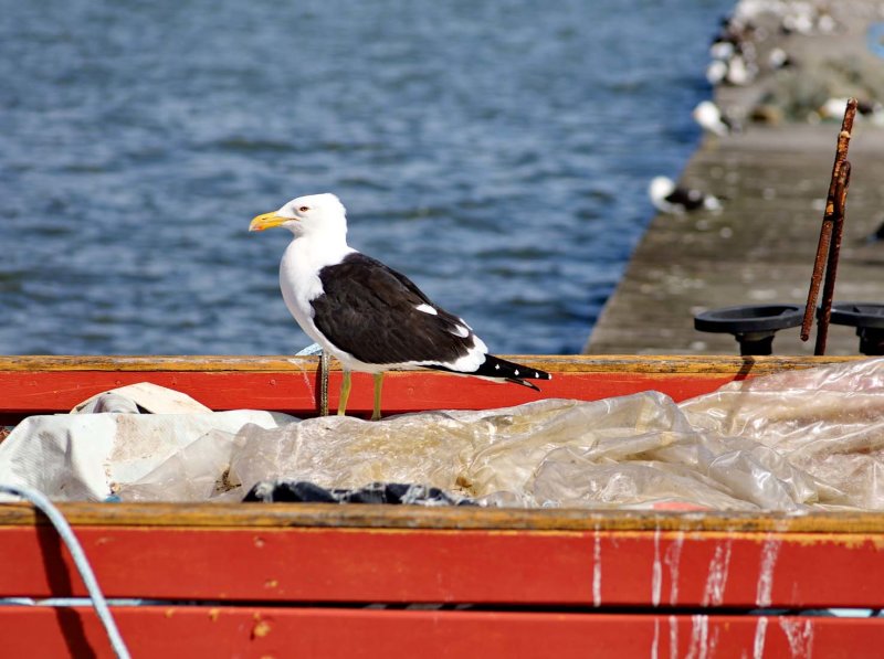 Praia da Costeira do Pirajuba; birds (gaivota, seagull).