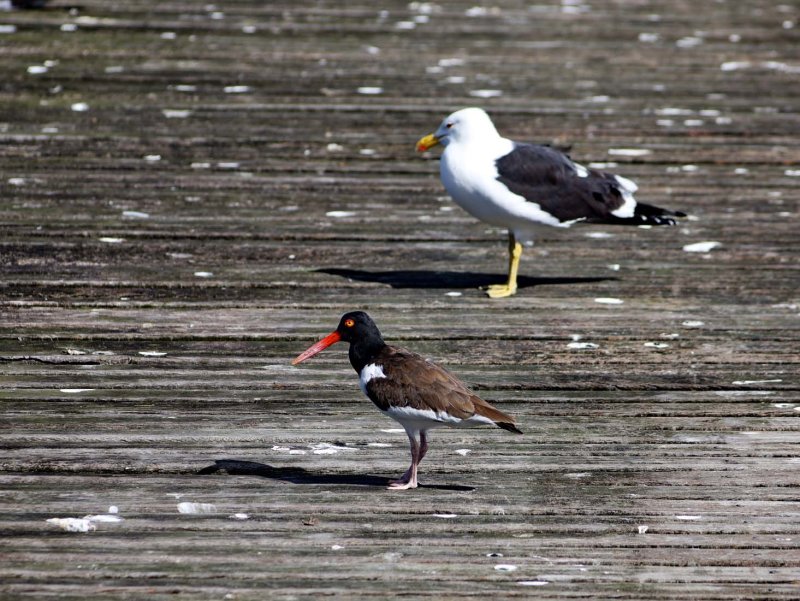 Praia da Costeira do Pirajuba; birds.