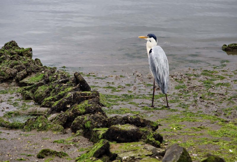 Praia da Costeira do Pirajuba; birds.