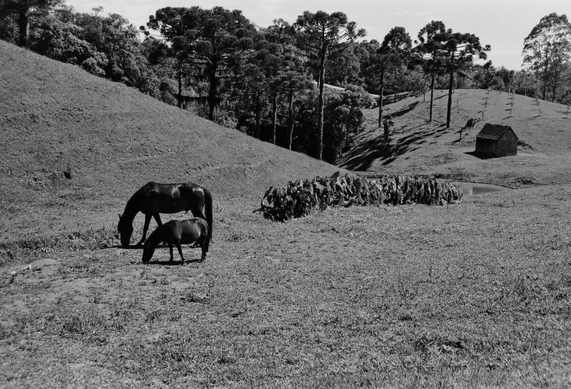 On the road between Rancho Queimado and Taquaras.