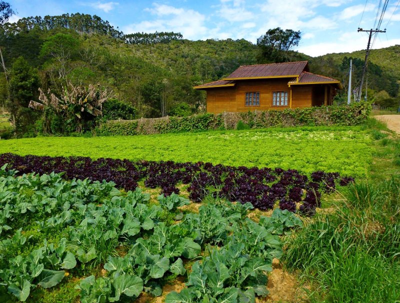 Cabbage and lettuce plantation; at Rancho das Tábuas.