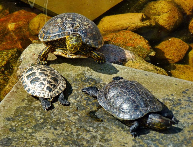 The turtles getting a sun bath in the pond.