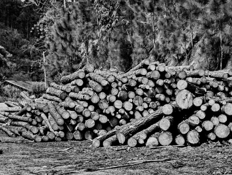 Wood is an important activity in the area.