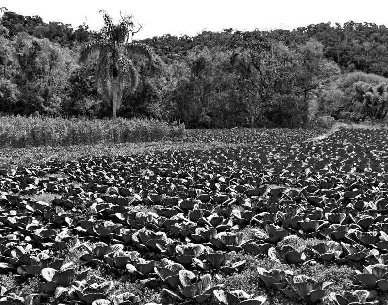 Green cabbage plantation.