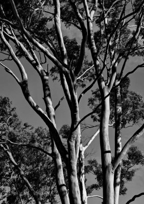 Ponta do Coral trees. 