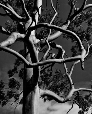Trees on Ponta do Coral.