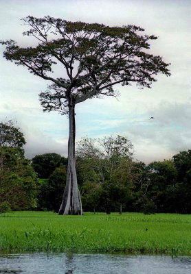 Impressive tree, typical from the forest. 