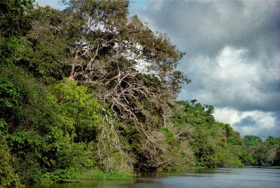 The mighty Amazonas forest. 