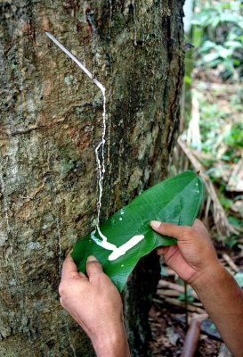 Getting the raw rubber, from the `seringueira` tree. 