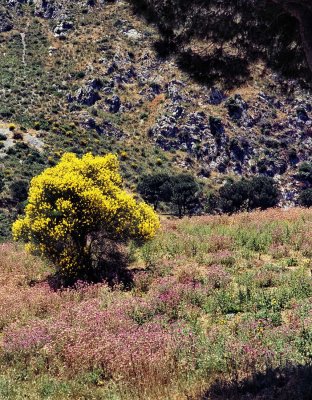 Sicily