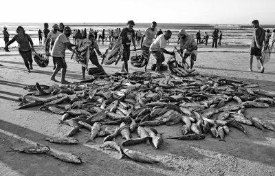 Costo do Santinho; tainha is taken out of the net and assembled in the sand. 