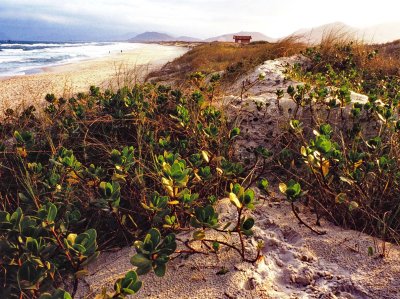 Joaquina Beach (approx. 1985, Olympus 21mm F3.5).
