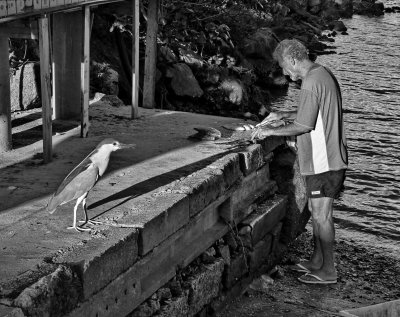 Ponta do Coral; fisher cleaning his food under the hungry bird's eyes.