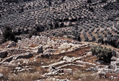 Greece, inside the Peloponnese; many many olive trees. 