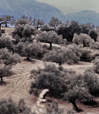 Greece; olive trees, very common in the Peloponnese.  