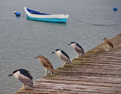 Praia da Costeira do Pirajuba; birds and boats.
