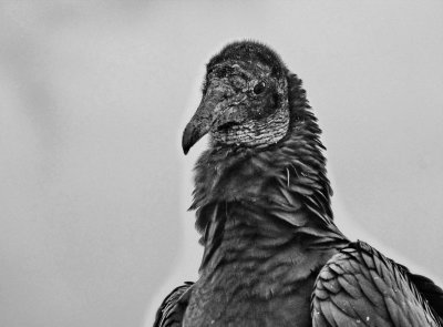 Praia da Costeira do Pirajuba; the handsome vulture portrait.
