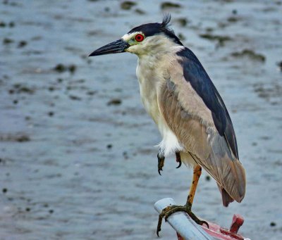 Praia da Costeira do Pirajuba; birds.