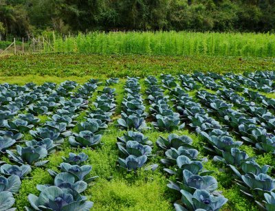 Green cabbage plantation.