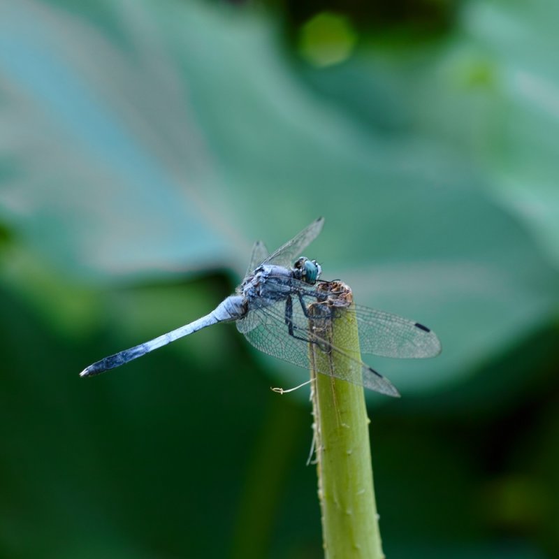 Dragonfly at Shinobazuno Pond 