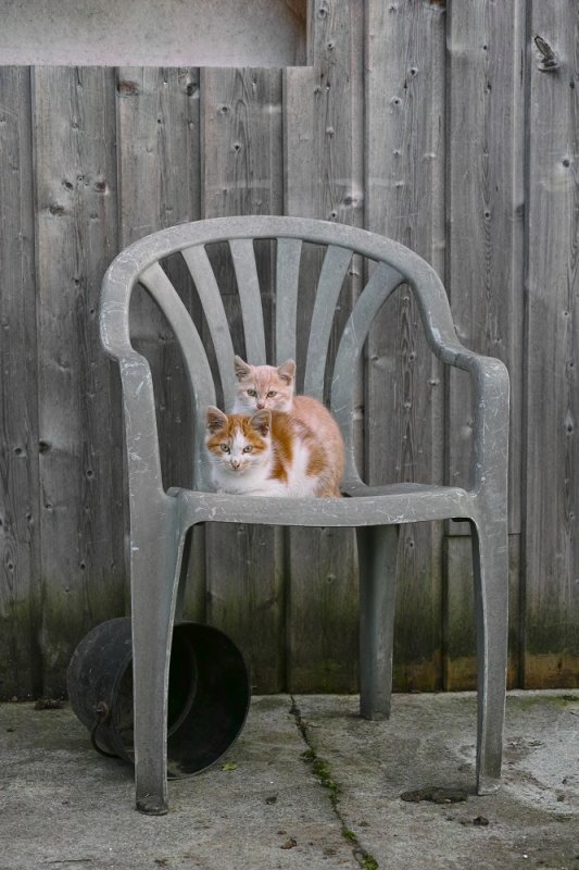 Chats / Cats