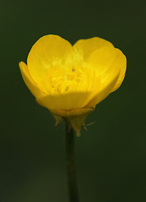 buttercup_flower