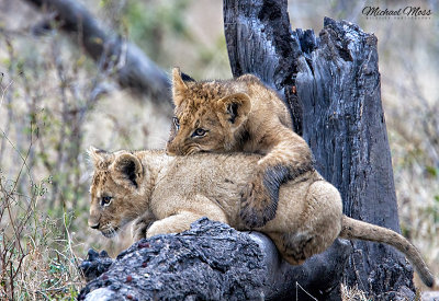 Sparta Cubs Playing