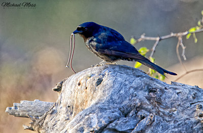 Fork Tailed Drongo with Blind Snake