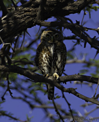 Pearl spotted owlet