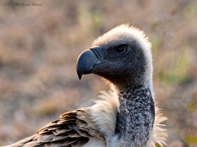 White Backed Vulture 