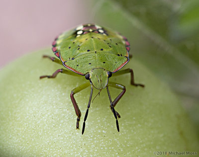 Fifth instar nymph Green vegetable bug, Nezara viridula on tomato plant