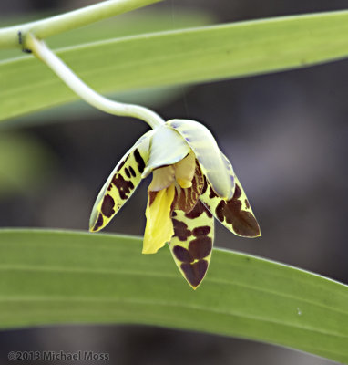 Leopard orchid 