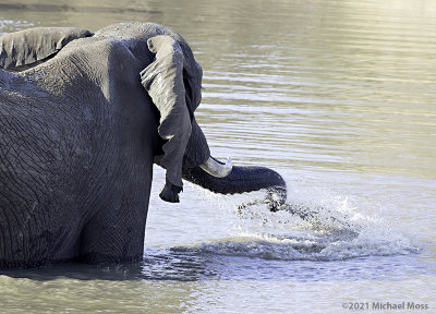Elephant bath time
