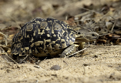 Leopard tortoise