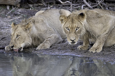 Nkuhumas lions drinking