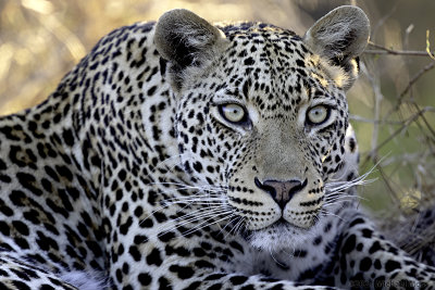 Tavangumi male leopard