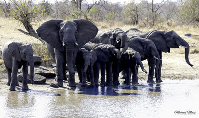 Djuma elephants at waterhole shooting on foot