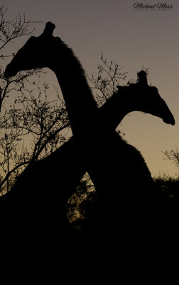 Giraffe sillouette