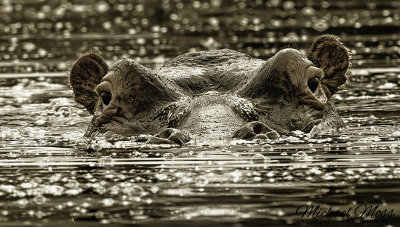 Hippo portrait in water close up