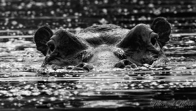 Hippo portrait in water close up