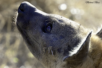Hyena staring at Nhlagula and kill