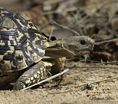 Leopard tortoise close up