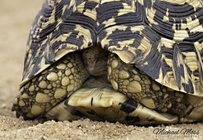 Leopard tortoise head in shell 