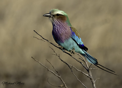 Lilac breasted roller in tree 