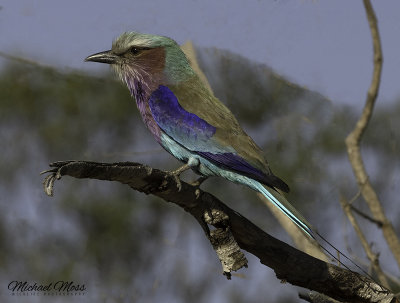 Lilac breaster roller in tree 