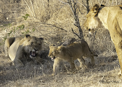 Nkuhuma lions and cub roaring together