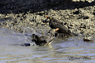 Red billed oxpeckers take a bath Gowrie Dam copy.jpg